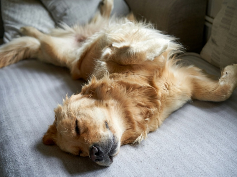 Golden retriever sleeping blissfully upside down